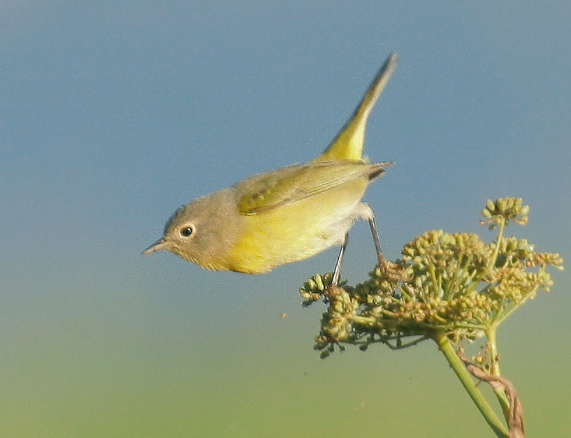 Nashville Warbler, 10/21/07, Coyote Point, San Mateo Co