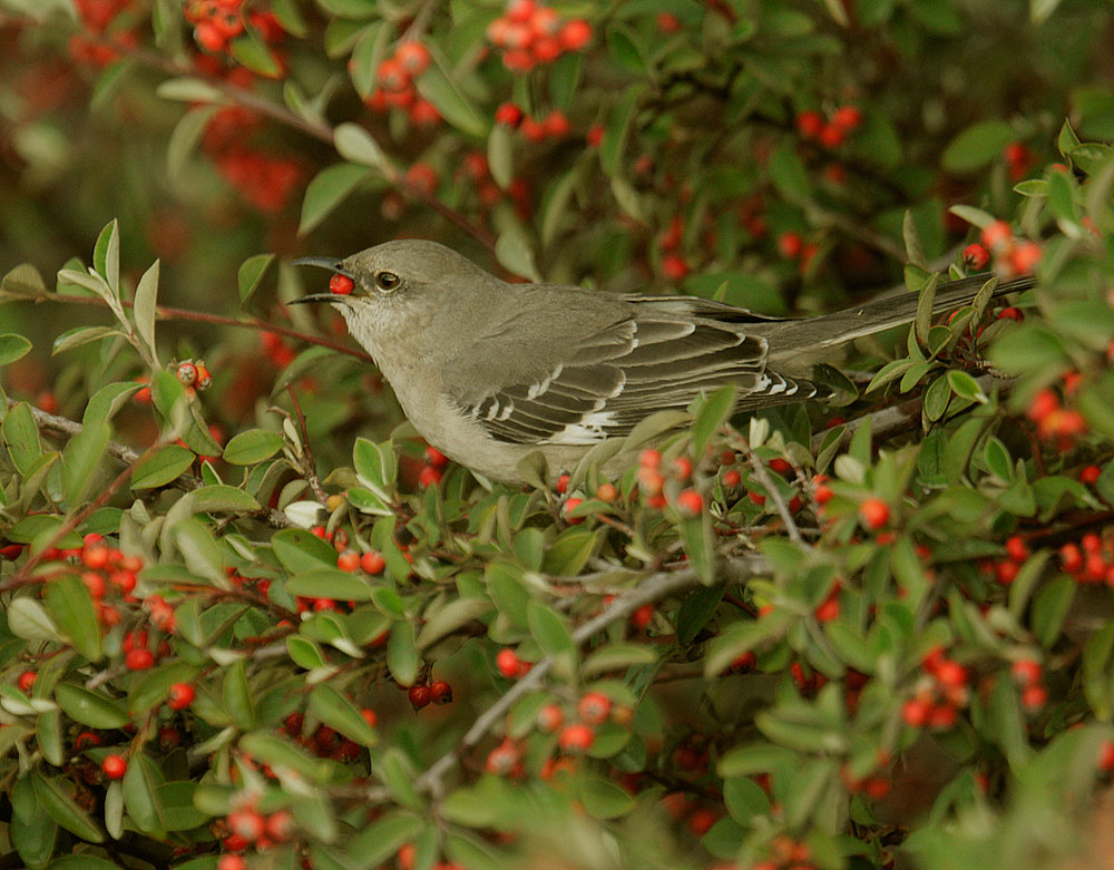 Northern Mockingbird