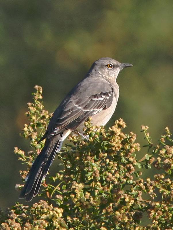 Northern Mockingbird