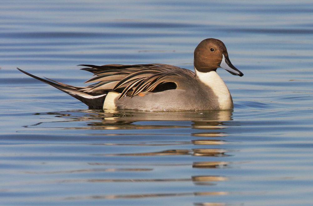 Northern Pintail, 12/9/08, Radio Road, Redwood Shores, San Mateo Co