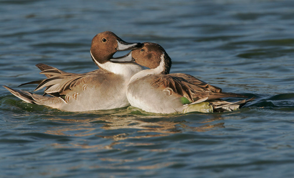 Northern Pintails, males fighting, 12/14/07, Radio Road, Redwood Shores, San Mateo Co