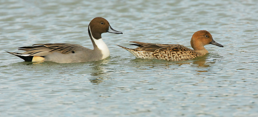 Northern Pintails, pair, 11/3/08, Radio Road, Redwood Shores, San Mateo Co