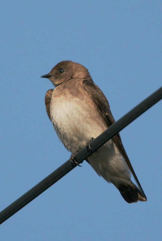 Northern Rough-winged Swallow, 4/22/05, Arastradero Preserve