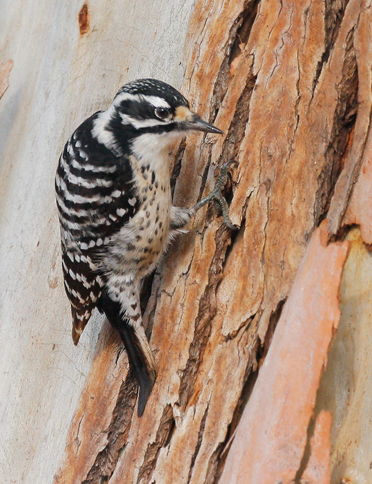 Nuttall's Woodpecker, female, 12/24/06, Ed Levin Park, Milpitas