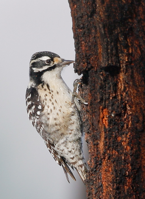 Nuttall's Woodpecker, female, 12/24/06, Ed Levin Park, Milpitas