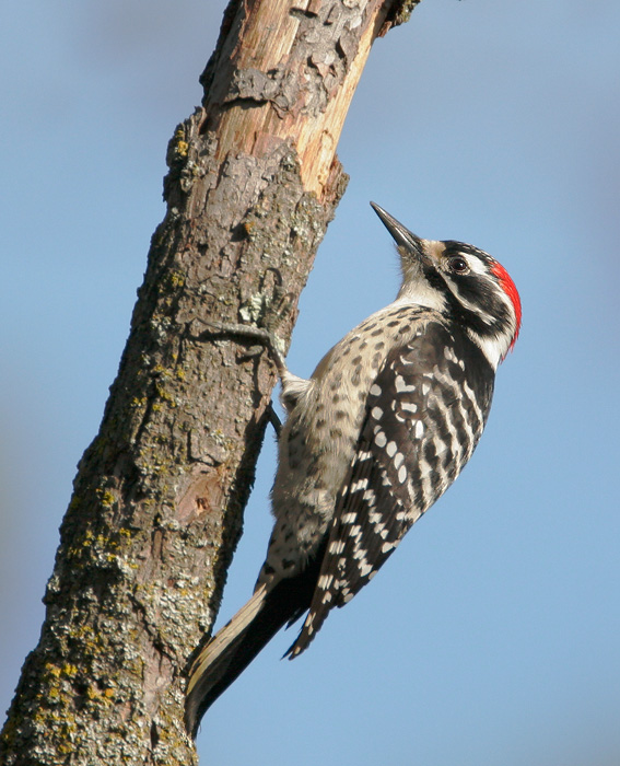 Nuttall's Woodpecker, male, 2/16/07, McLellan Ranch, Cupertino