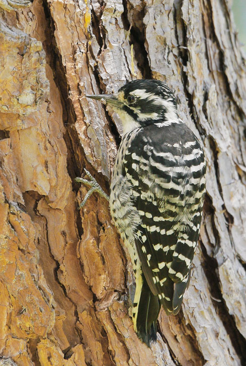 Nuttall's Woodpecker, female, 8/22/07, my yard, Stanford campus