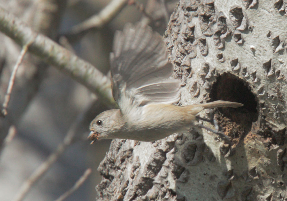 Oak Titmouse, leaving nest, 3/13/09, Frenchman's Park, Stanford campus