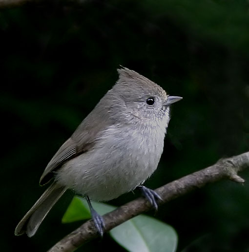 Oak Titmouse, 2/22/04, my back yard, Stanford campus