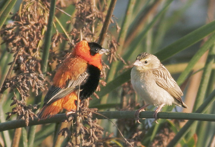 Orange Bishops, pair, 10/13/06, Stevens Creek north of 101