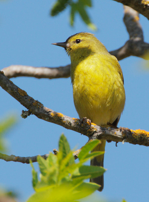 Orange-crowned Warbler, lutescens male, 4/23/09, Stevens Creek Park