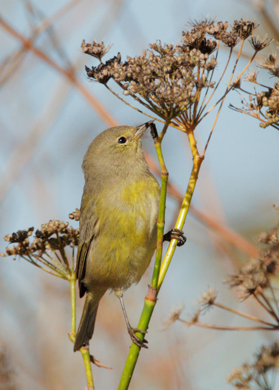 Orange-crowned Warbler