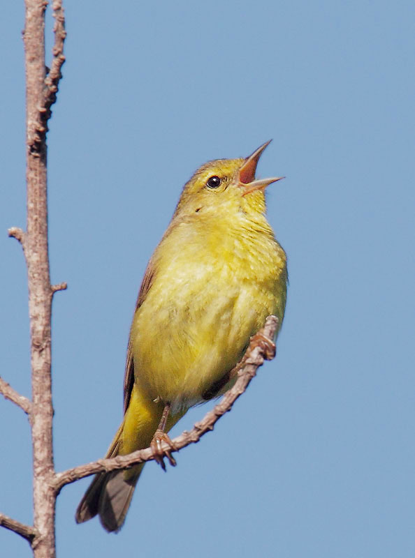 Orange-crowned Warbler
