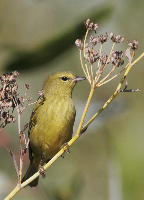 Orange-crowned Warbler