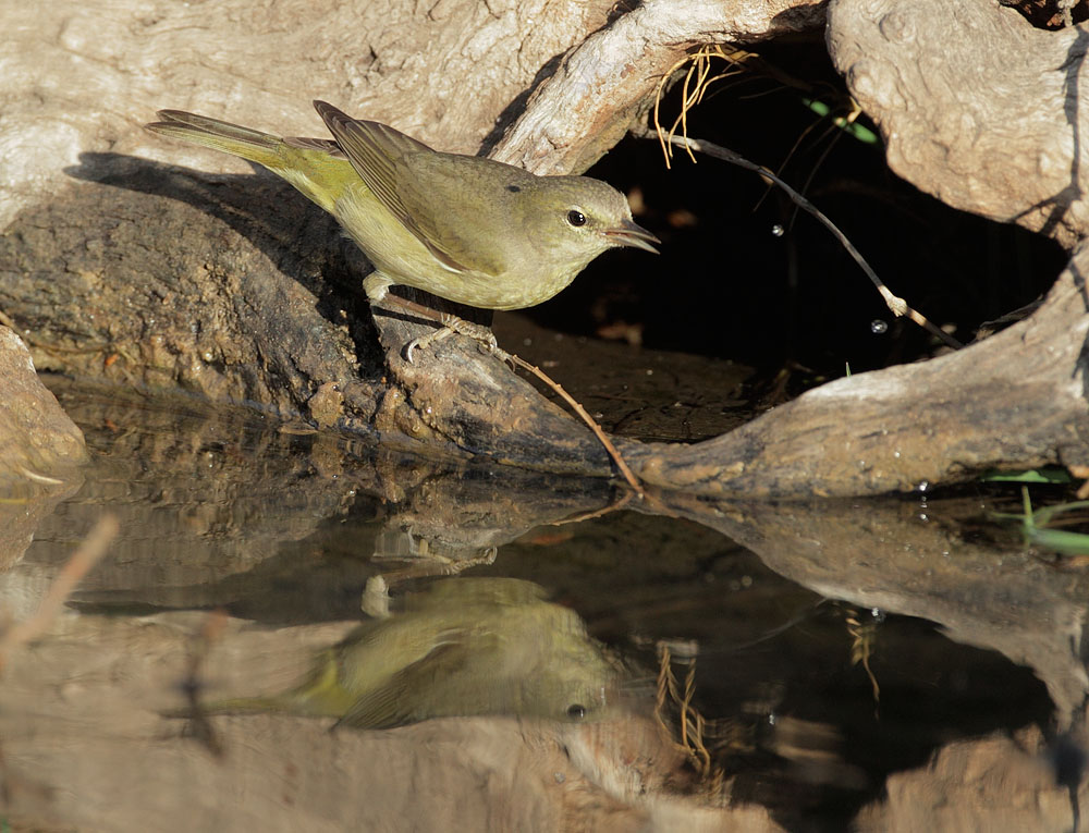 Orange-crowned Warbler