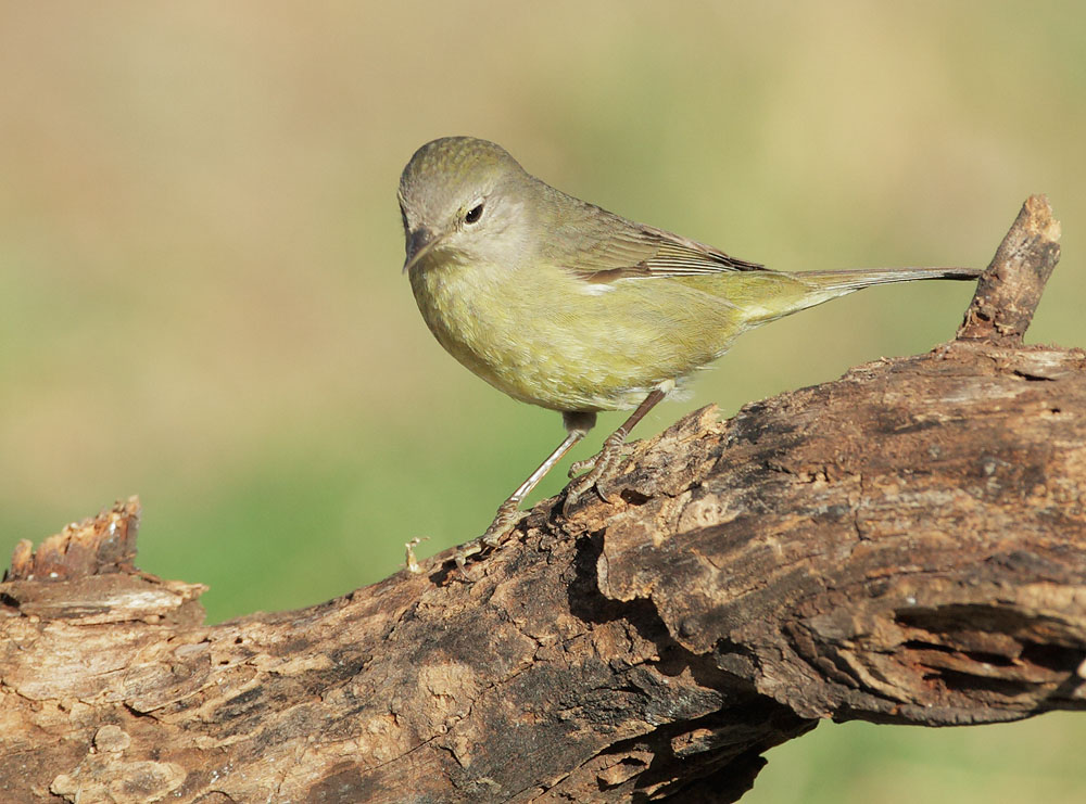 Orange-crowned Warbler