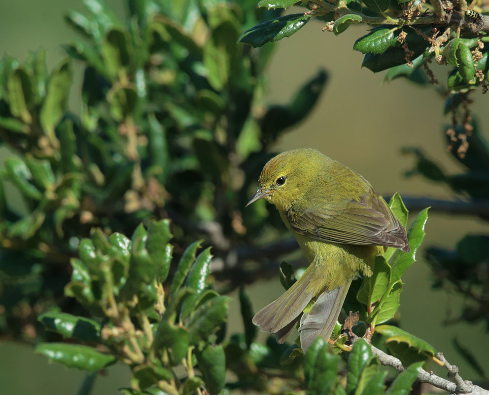 Orange-crowned Warbler