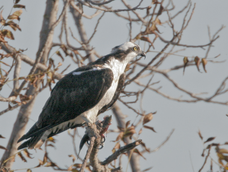 Osprey,&nbsp; 10/21/06, Edwards NWR, Alviso