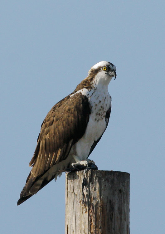 Osprey, 11/17/07, Coyote Valley