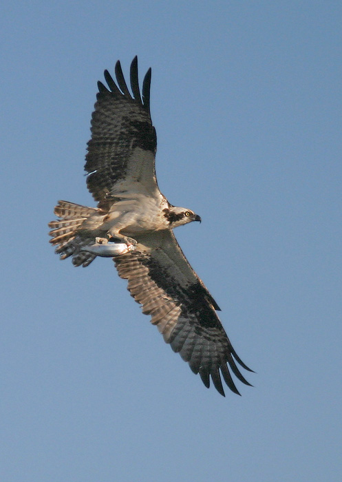 Osprey, 6/27/04, Bodega Bay, Sonoma Co