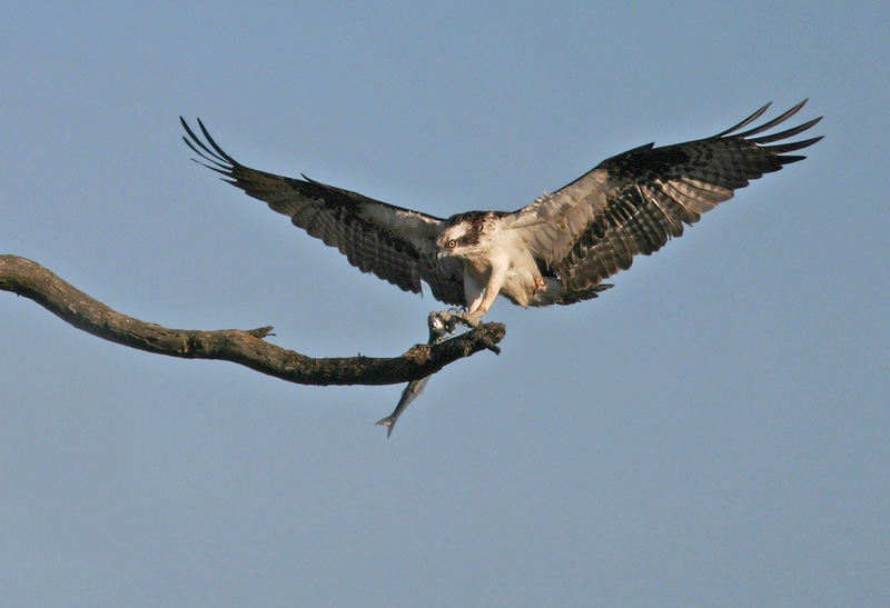 Osprey, 6/27/04, Bodega Bay, Sonoma Co