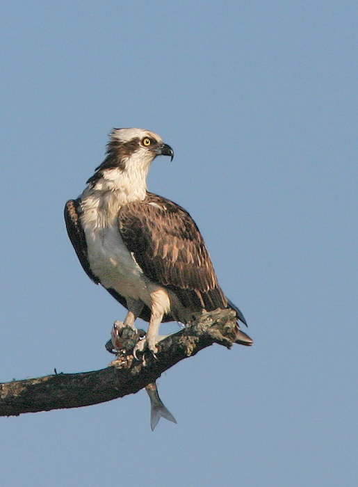 Osprey, 6/27/04, Bodega Bay, Sonoma Co