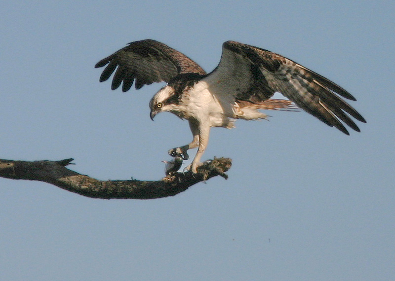 Osprey, 6/27/04, Bodega Bay, Sonoma Co