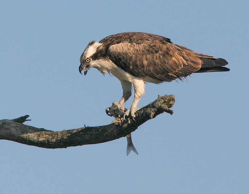 Osprey, 6/27/06, Bodega Bay, Sonoma Co