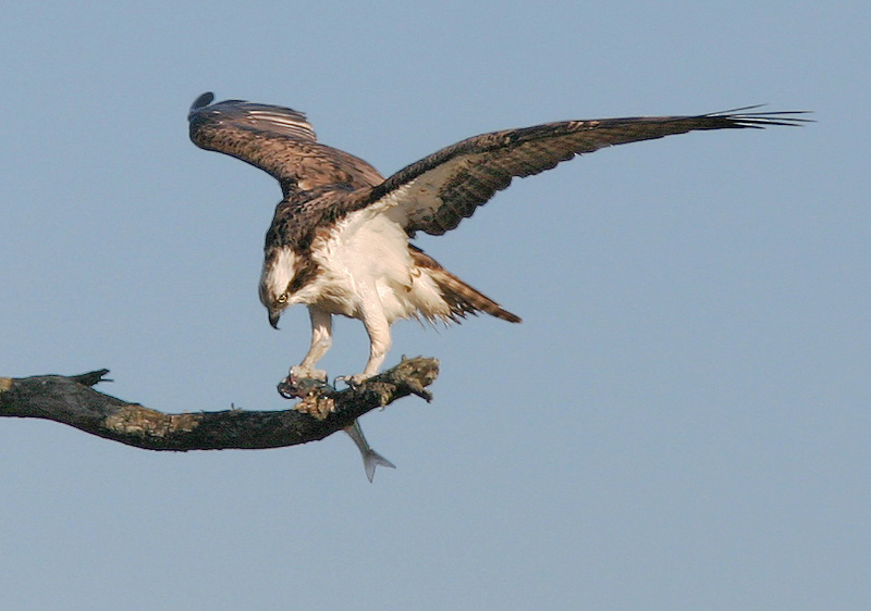 Osprey, 6/27/06, Bodega Bay, Sonoma Co