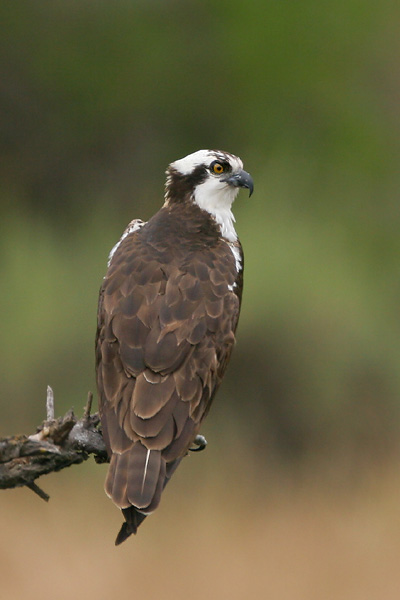 Osprey, 6/4/05, Coyote Lake Park