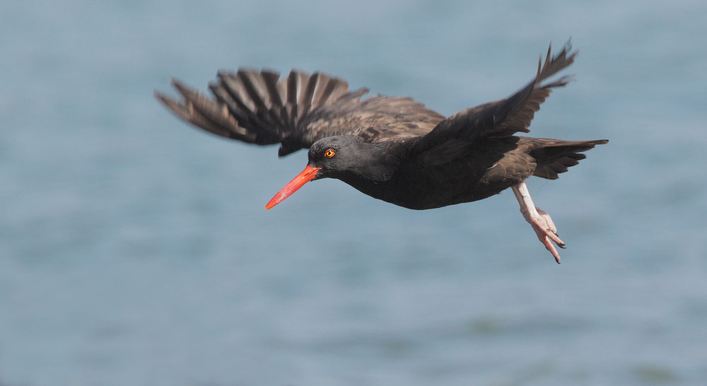 Black Oystercatcher, 10/7/10, Pillar Point, San Mateo Co
