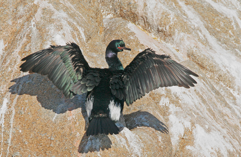 Pelagic Cormorant, breeding plumage, 1/22/06, Pacific Grove shore, Monterey Co