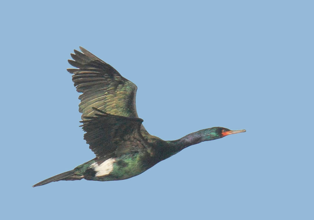 Pelagic Cormorant, breeding plumage, 1/11/09, Point Pinos, Monterey Co