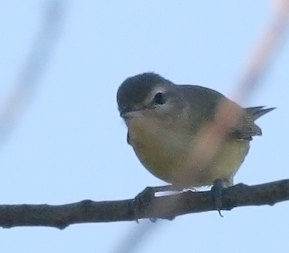 Philadelphia Vireo, 9/25/05, Stevens Creek north of 101