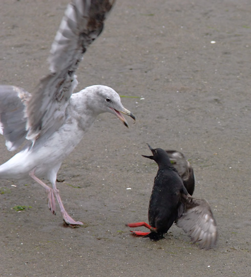 Pigeon Guillemot & Western Gull, 8/2/04, Moss Landing Harbor, Monterey Co