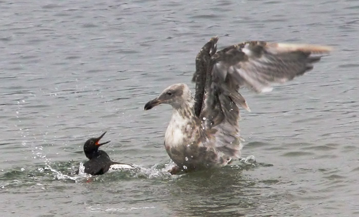 Pigeon Guillemot & Western Gull, 8/2/04, Moss Landing Harbor, Monterey Co