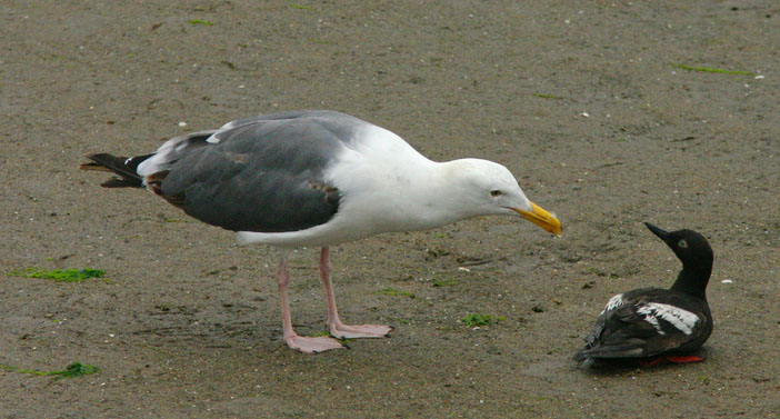 Pigeon Guillemot & Western Gull, 8/2/04, Moss Landing Harbor, Monterey Co