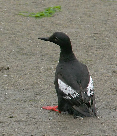 Pigeon Guillemot, adult, 8/2/04, Moss Landing Harbor, Monterey Co