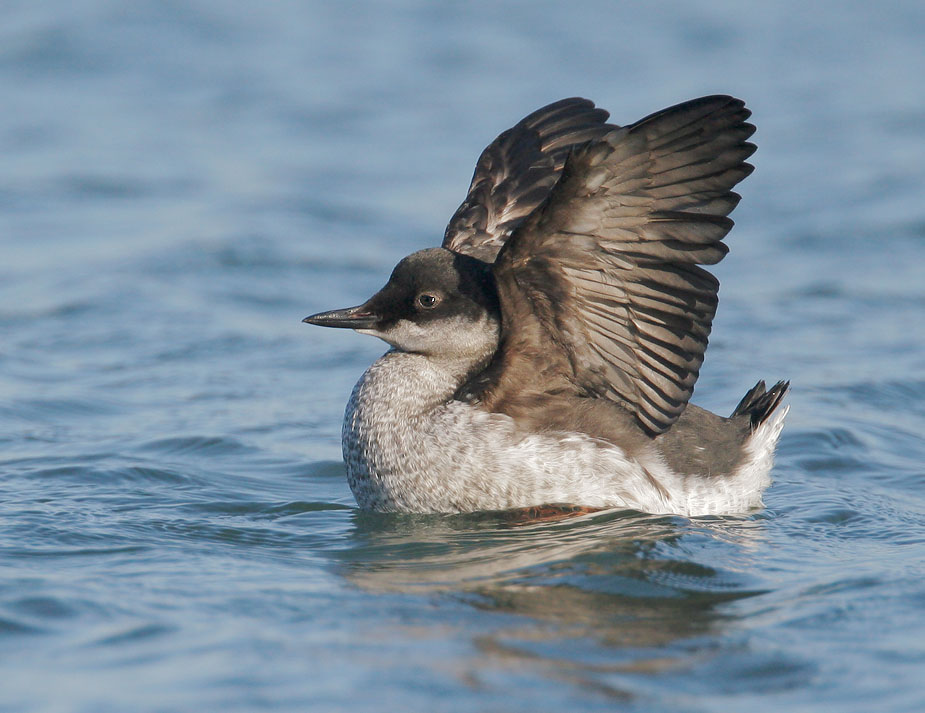 Pigeon Guillemot, juvenile, 9/25/07, Pillar Point, San Mateo Co