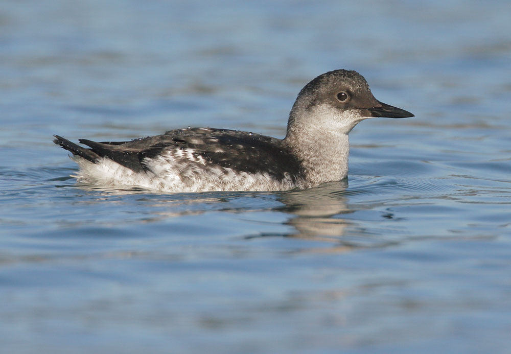 Pigeon Guillemot, juvenile, 9/25/07, Pillar Point, San Mateo Co