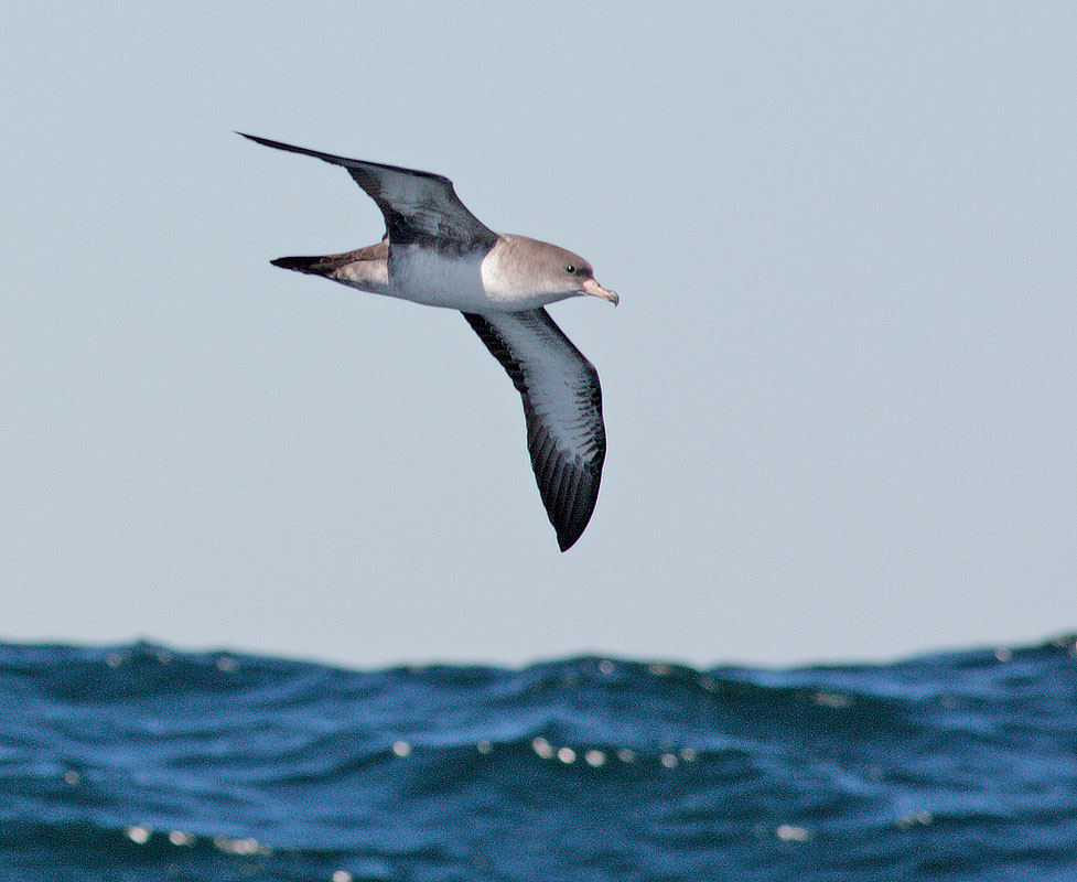 Pink-footed Shearwater