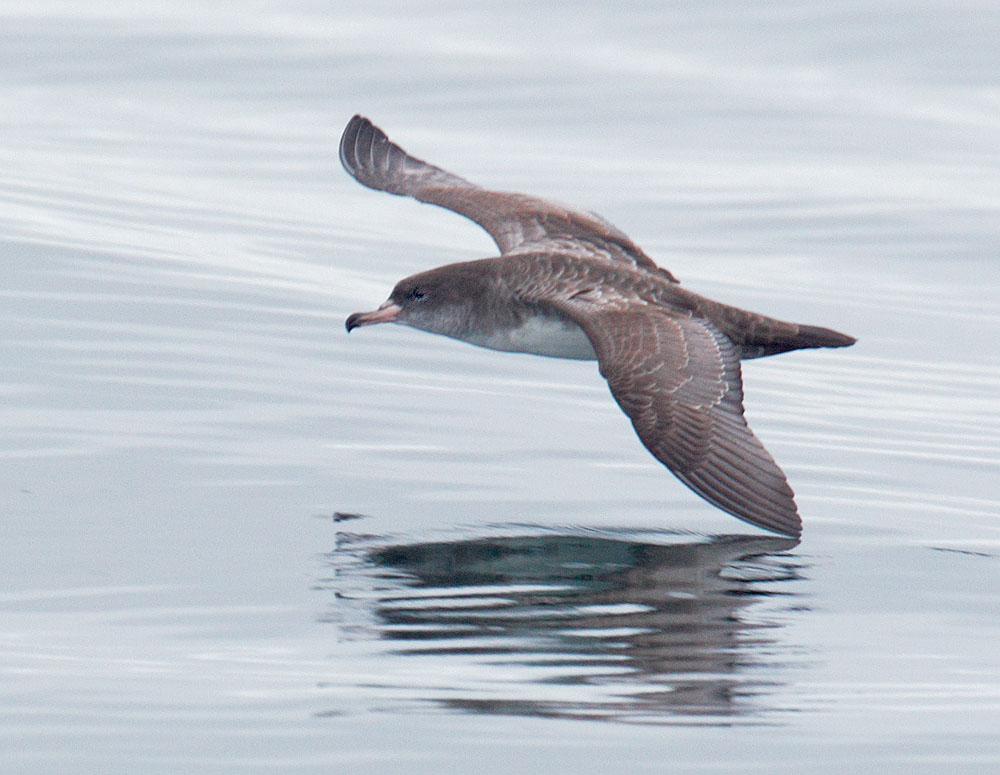 Pink-footed Shearwater