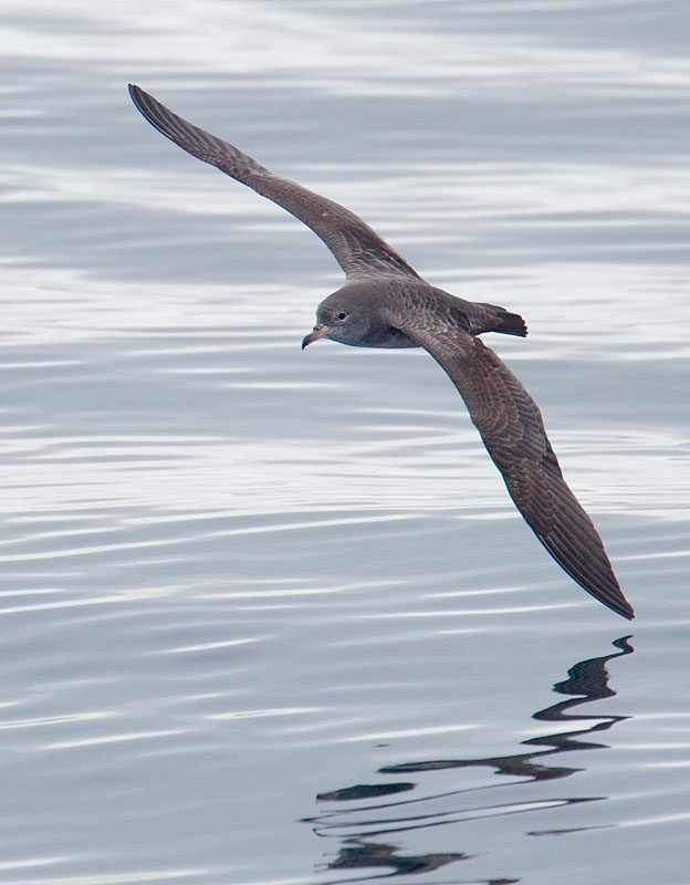 Pink-footed Shearwater