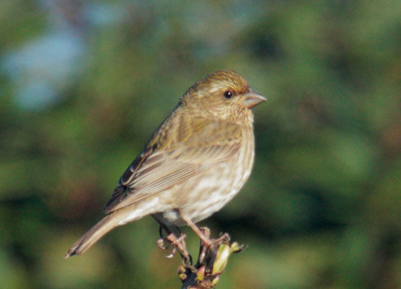 Purple Finch