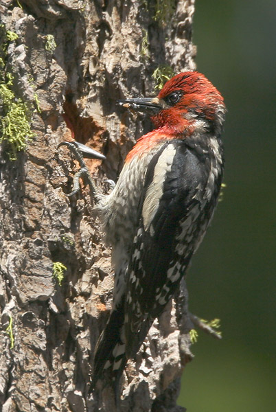 Red-breasted Sapsucker, at nest, 6/19/05, Yuba Pass, Sierra Co