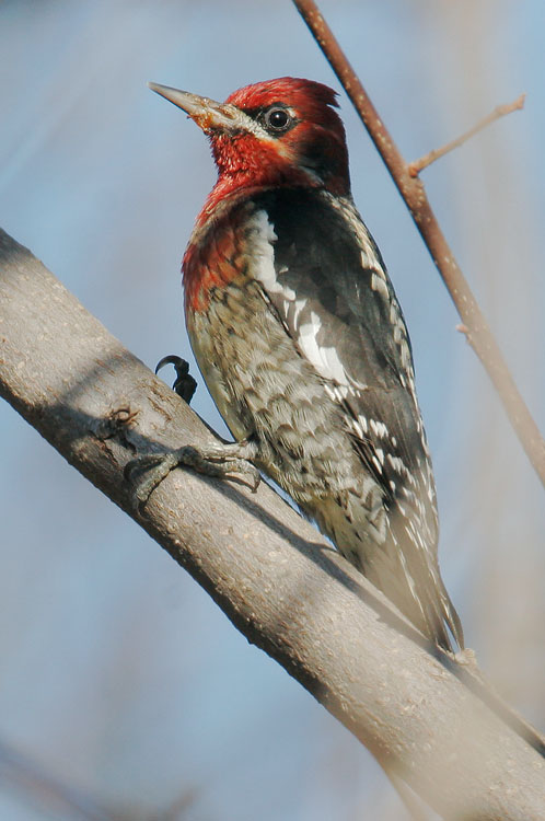 Red-breasted Sapsucker, 1/1/08, Rancho San Antonio