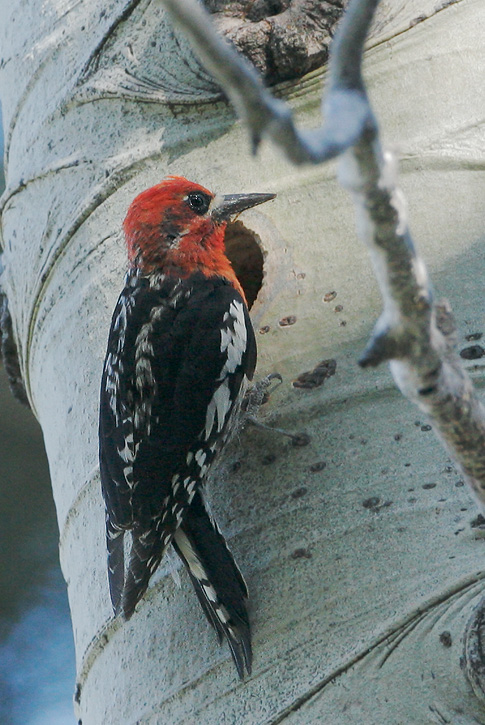 Red-breasted Sapsucker, 7/1/07, Yuba Pass summit, Sierra Co