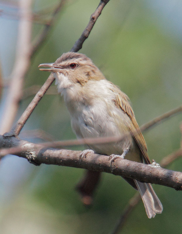 Red-eyed Vireo