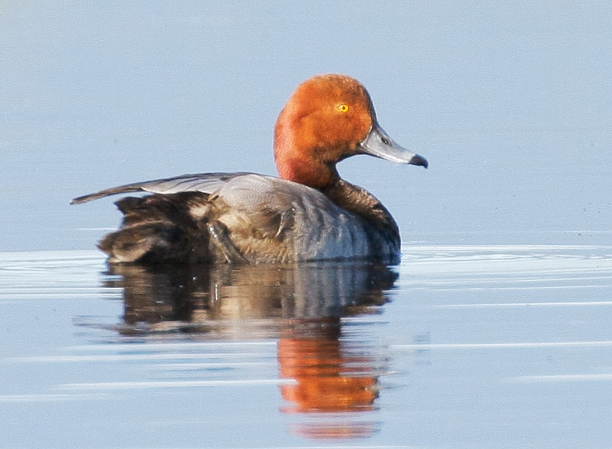 Redhead, male, 6/9/08, Marble Hot Spring Road, Sierra Valley, Plumas Co
