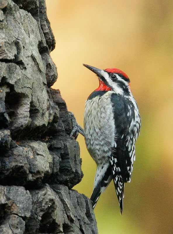 Red-naped Sapsucker